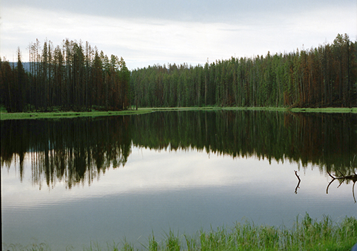 Morning Stillness on the Lake Revised #3 Cropped and Resized